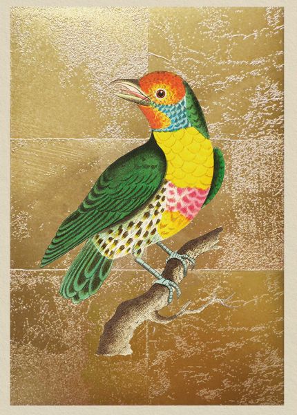 Foil Card-Lemon Throated Barbet