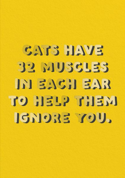 Foil Card-Cats Have Muscles