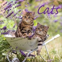 Korsch 30x30 Cal-Cats