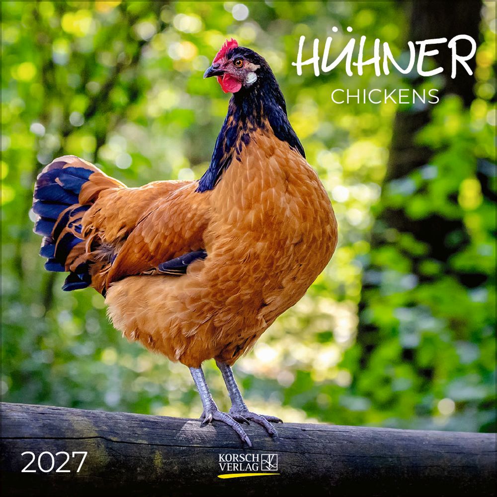Korsch 30x30 Cal-Chickens