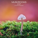 Allaluna 30x30 Cal-Mushrooms