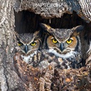 Allaluna 30x30 Cal-Raptors