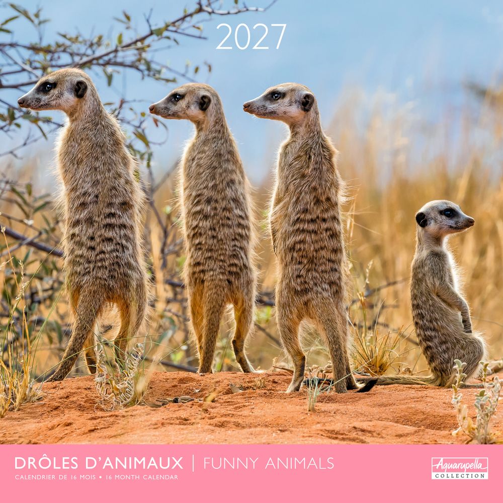 Aquarupella 30x30 Cal-Funny animals