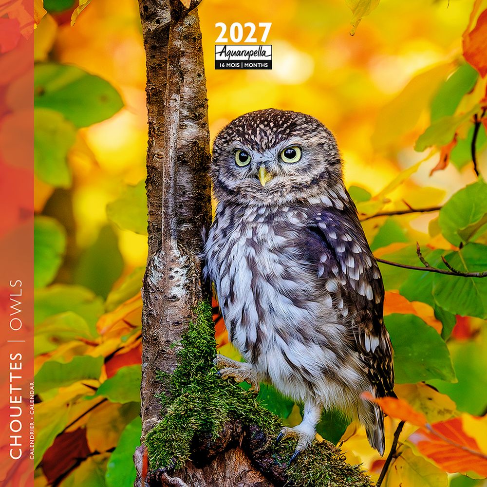 Aquarupella 16x16 Cal-Owls