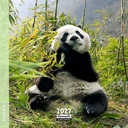 Aquarupella 16x16 Cal-Pandas