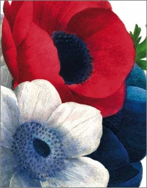 Card-Anemone Coronaria