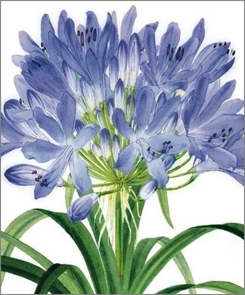 Card-Agapanthus