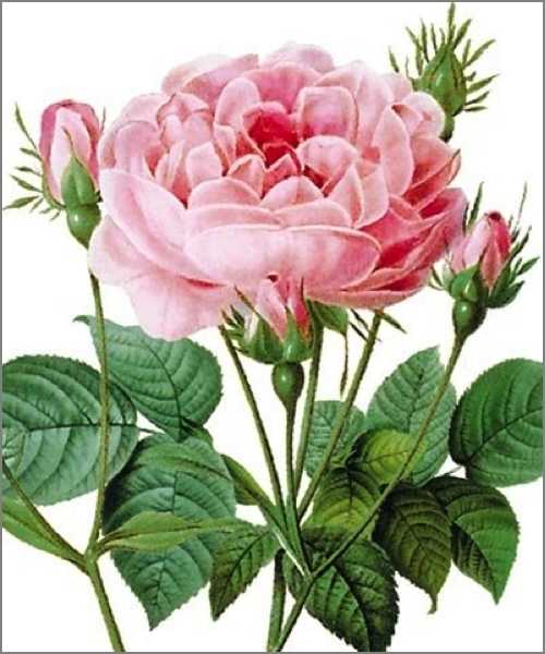 Card-Rosa Gallica Granati