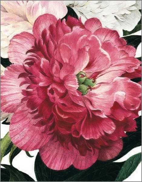 Card-Pink Peony