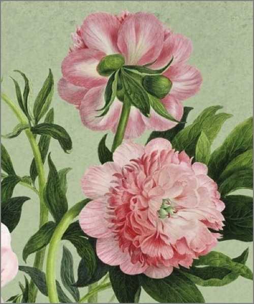 Card-Peony
