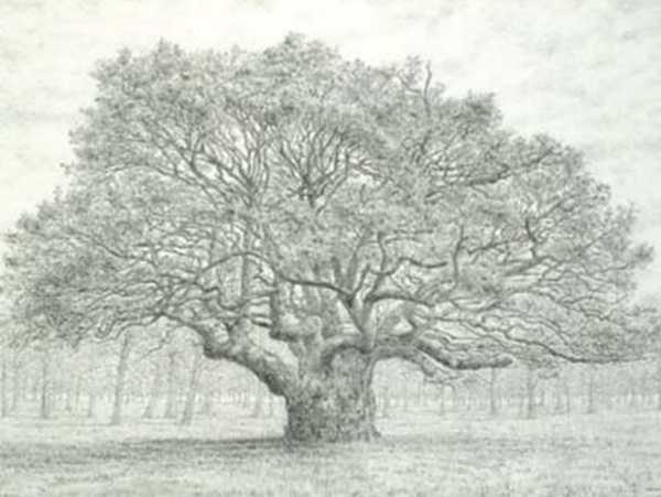 Card-Oak Tree