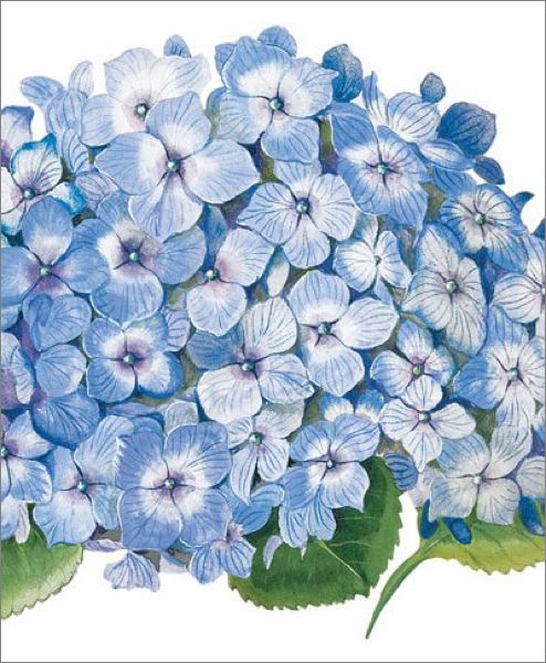 Card-Blue Hydrangea