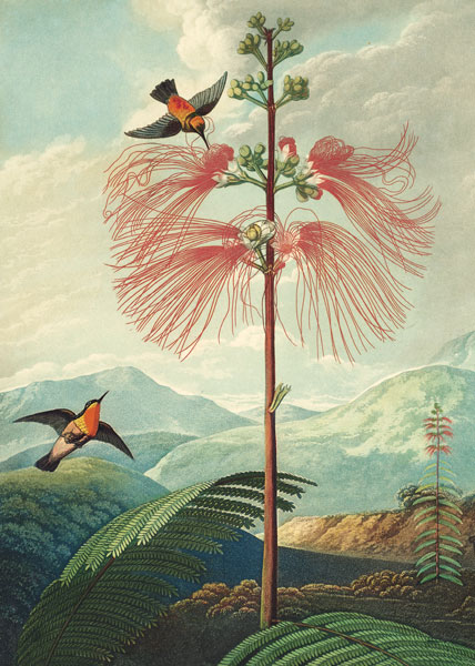 Card-The Flowering Sensitive Plant