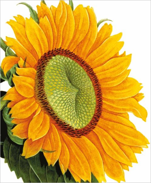Card-Sunflower