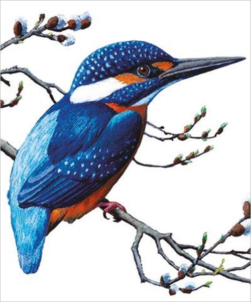 Card-Kingfisher