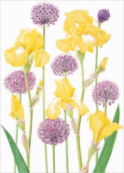Card-Iris and Alliums