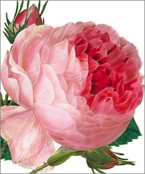 [AV-C-NHM002] Card-Rose Centifolia