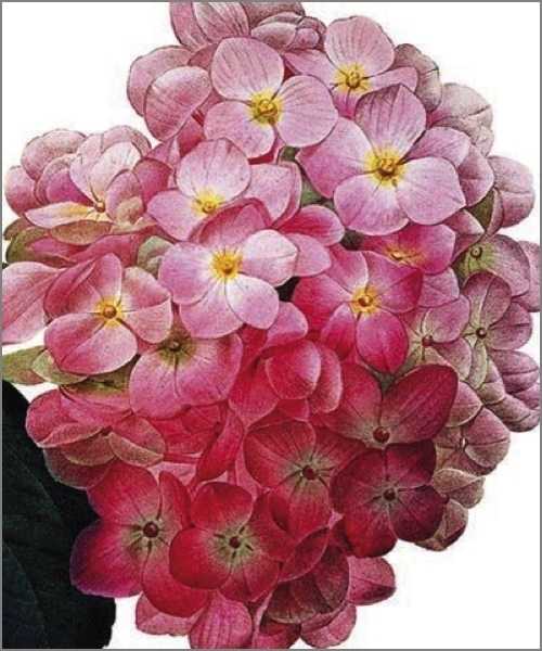 [AV-C-NHM004] Card-Hydrangea