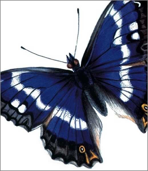 [AV-C-NHM011] Card-Apatura Iris