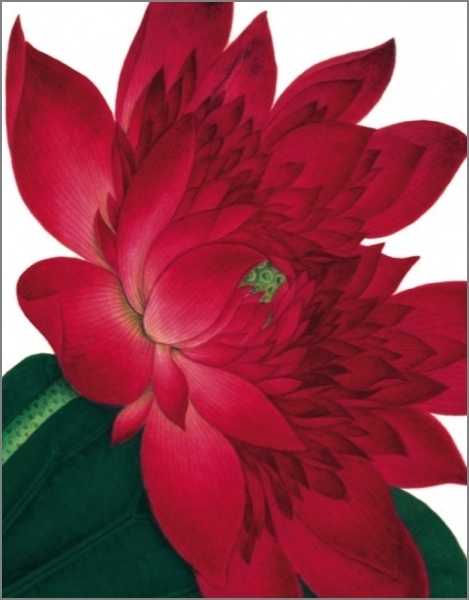 [AV-C-NHM033] Card-Waterlily