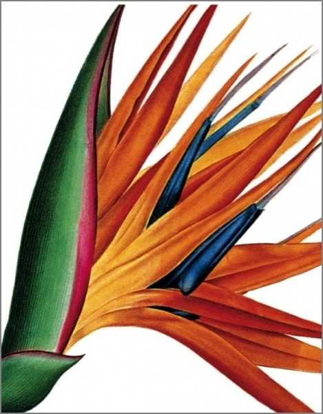 [AV-C-NHM040] Card-Streliza