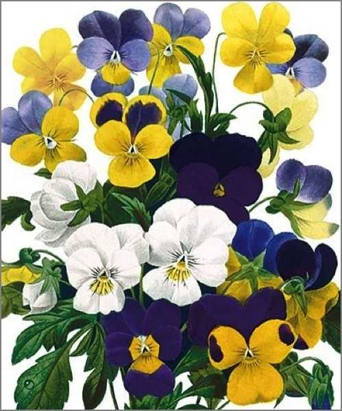 [AV-C-NHM134] Card-Violas