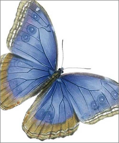 [AV-C-NHM156] Card-Blue Butterflies