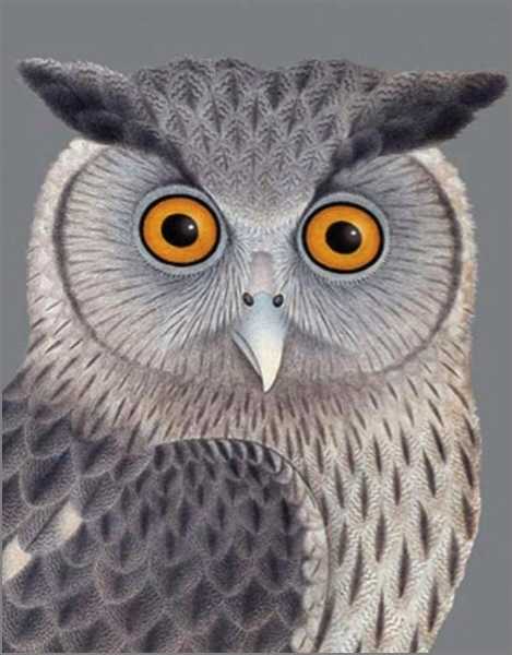 [AV-C-NHM181] Card-Dusky Eagle Owl