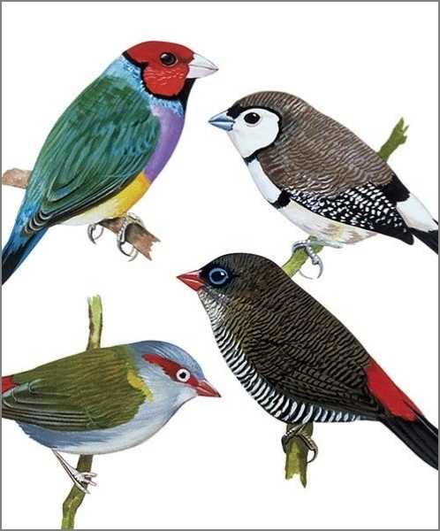 [AV-C-NHM352] Card-Finches
