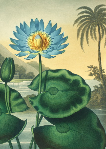 [BL-C-CN977] Card-The Blue Egyption Water Lily