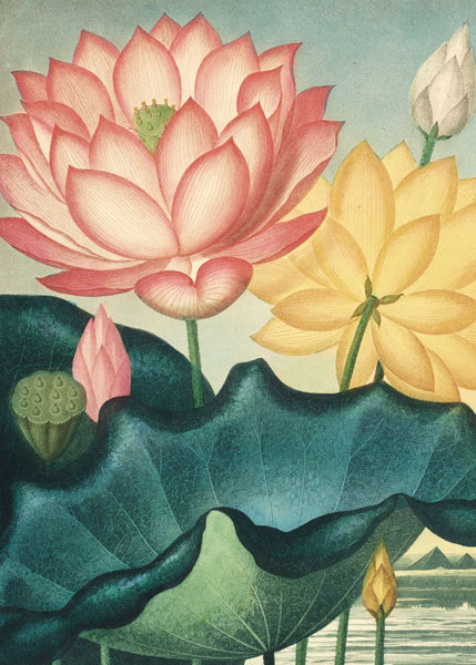 [BL-C-CN978] Card-The Egyptian Bean