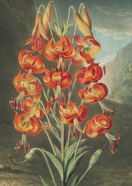 [BL-C-CN979] Card-The Superb Lily