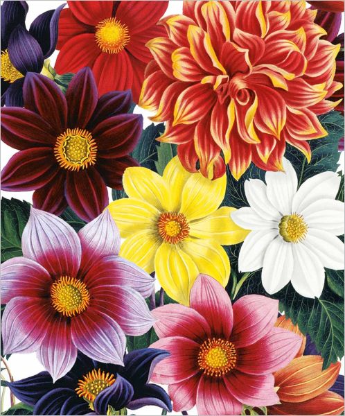 [AV-C-NHM277] Card-Dahlias