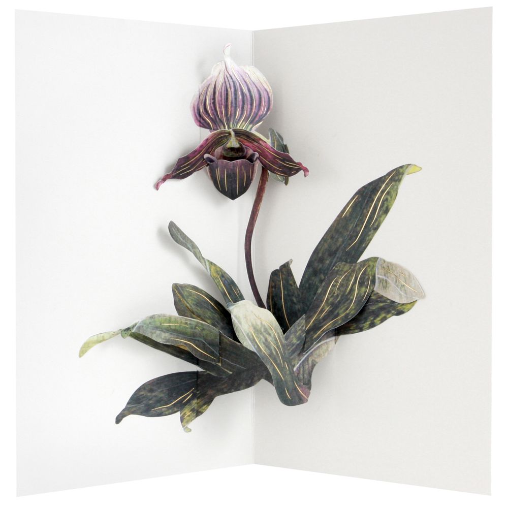 [UP-C-AA-102] 3D Pop-up Card-Lady Slipper Orchid