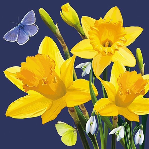 [AL-BOT110006] Card-Daffodil