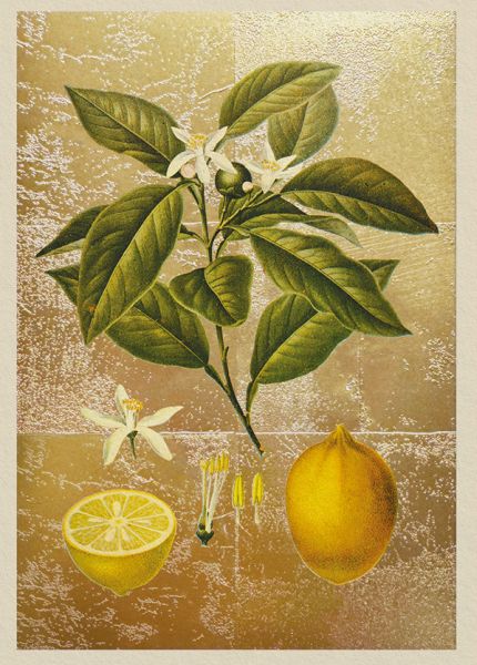 [OD-C-OD11986] Foil Card-Lemons