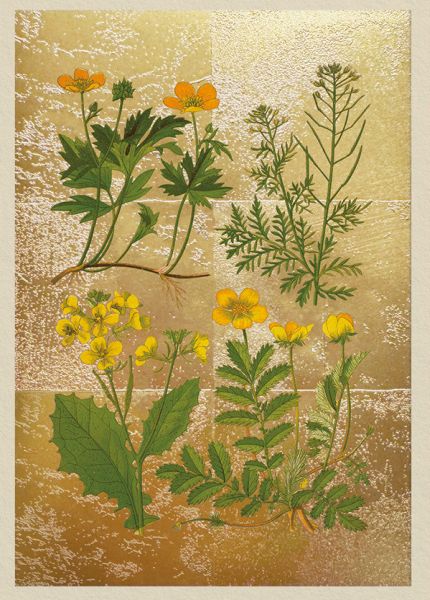 [OD-C-OD11988] Foil Card-Wild Marsh