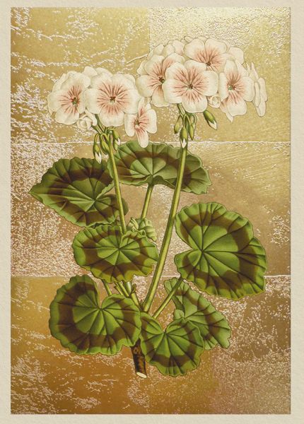 [OD-C-NW12000] Foil Card-Geranium