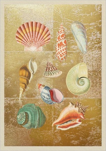 [OD-C-NW12006] Foil Card-Shell Collection