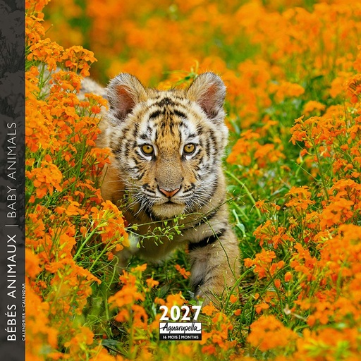 [F-AQ-D27-CAL25445] Aquarupella 16x16 Cal-Baby Animals