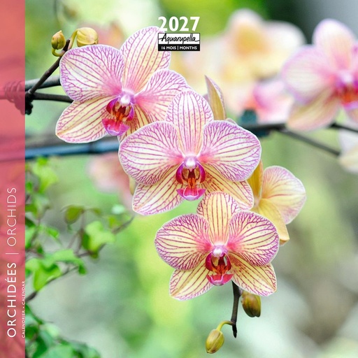 [F-AQ-D27-CAL25464] Aquarupella 16x16 Cal-Orchids