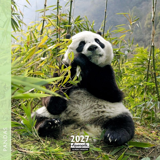 [F-AQ-D27-CAL25465] Aquarupella 16x16 Cal-Pandas